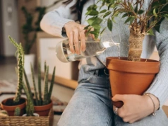 Kup w aptece i wsyp do ziemi raz w miesiącu. Kwiaty odżyją po zimie