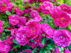 Posadź, a zaleje ogród kwiatami. Ta róża jest odporna na chorby i ma małe wymagania