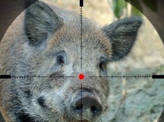 Jest sposób na zwalczenie ASF-u w Polsce. Powierzyć łowiectwo ministrowi rolnictwa?