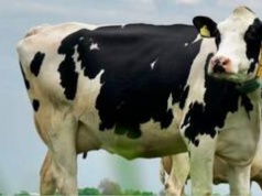 Mlekiem w suszę. Naukowcy z Politechniki Wrocławskiej zamienią odpady z mleczarni w ratunek dla rolnictwa?