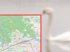 Wyznaczono 1-kilometrową strefę zakażenia wirusem H5N1 przy ul. Radiowej