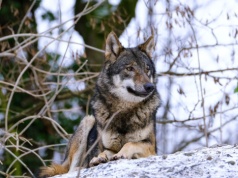Wilki już pod Rzeszowem. Burmistrz Tyczyna ostrzega mieszkańców przed drapieżnikiem