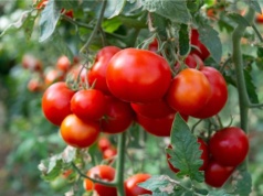 Każdy ogrodnik musi ją mieć. Róże kwitną po niej jak szalone, pomidory są pyszne, a szkodniki znikają