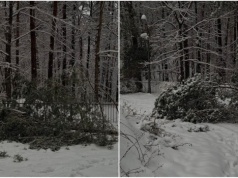 Leśnicy ostrzegają: mokry śnieg łamie drzewa. „Spadający wierzchołek sosny może zabić”