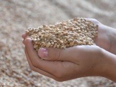 Kolejka na kilometr w skupie, gdzie płacą 800 zł za pszenicę. Raport z cen zbóż