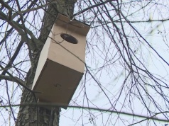 Włożyli kamerę do budki dla sów. Efekt był zaskakujący