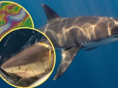 Ogromny rekin pojawił się na powierzchni Atlantyku. Waży więcej niż mały fiat