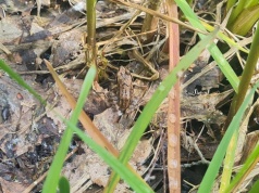 Ochrona płazów integralnym elementem inwestycji Port Polska