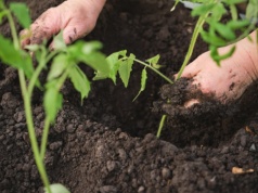 Najprostszy nawóz do pomidorów. To gwarancja dorodnych i soczystych owoców