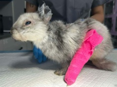 Okaleczony królik znaleziony w centrum Krakowa. Weterynarze mówią o celowym działaniu