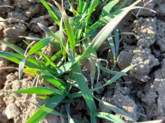 Po mrozach przyjdzie nagłe lato? Nadchodzi pogodowy zwrot akcji