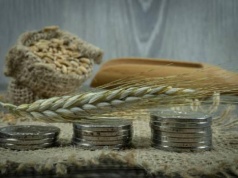 13.02.2026 Ceny skupu zbóż, kukurydzy, oleistych i strączkowych: nieznaczne podwyżki