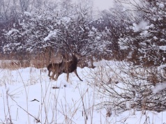 Fotopułapki odkrywają dzikie życie na Ruczaju (Galeria)