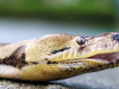 Znaleźli ślady ogromnych pytonów tam, gdzie ich nigdy nie było