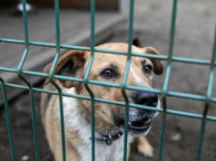 "Pies w Zagrodzie" zamiast ustawy łańcuchowej. Rząd szykuje dopłaty. Tylko dla jednej grupy