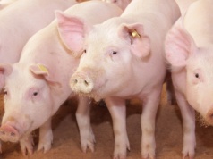 Ceny tuczników na lekkim plusie. Coraz bliżej stawki niemieckiej