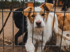 Nowy obowiązek dla właścicieli psów coraz bliżej. Będą musieli zapłacić 100 zł