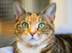 Piła: W niedzielę w schronisku Miluszków okazja do adoptowania kota