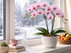 Umieść na parapecie ten owoc. Storczyk ugnie się od kwiatów