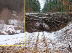 Nagle zza krzaków wyłonił się zwierz. Nagranie z Bieszczad obiegło sieć