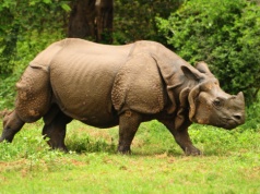 W tym zoo nazwiesz odchody nosorożca imieniem ex – na piśmie! (Anty)walentynkowa akcja na Florydzie