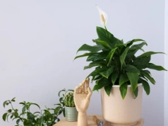 Jedna czubata łyżka i koniec zimowej słabości. Skrzydłokwiat rusza z miejsca