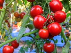 Zawsze sadzę je blisko pomidorów. Takie sąsiedztwo to gwarancja plonów