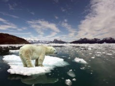 Miały wyginąć do 2100 roku. Niedźwiedzie polarne nie składają broni