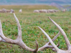 Ruszył sezon na szukanie skarbów w lesie. Niektóre są warte fortunę