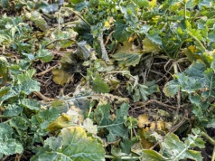 Czy biostymulacja rzepaku po zimie ma sens?