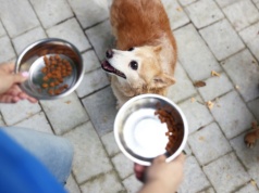 Miska nie będzie pusta. Można przyjść po karmę