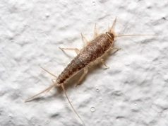 Ten biały proszek zabija rybiki. Posyp w szczelinach – znikną w kilka dni