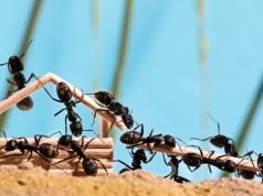 Małe owady nauczyły się kraść. Interesuje je zwłaszcza jedna rzecz
