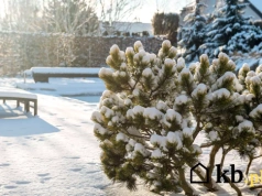 Te rośliny nie boją się mrozu - wytrzymają nawet -25°C