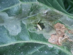 Szkodniki buraka cukrowego. Objawy, progi szkodliwości i jak nie doprowadzić do odporności