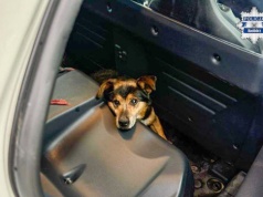 Dzielnicowi uratowali wyziębionego psa w Krzanowicach