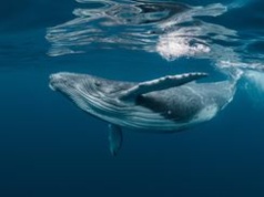 Rekordowa migracja. Humbak przepłynął trzy oceany w poszukiwaniu miłości