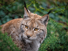 Bieszczadzki ryś przegrał z… Znamy zwierzę roku 2026