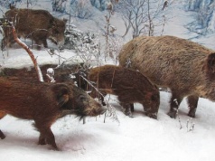 Nadzór nad odstrzałem dzików powinno sprawować ministerstwo rolnictwa