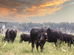Niemcy: nowe ogniska niebieskiego języka w stadach bydła w Hesji