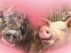 Walentynki w chlewni – czyli jak zaplanować randkę, by była skuteczna