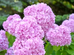 Wylej to pod hortensję po pierwszych roztopach. Zobaczysz efekt