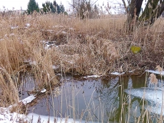 Bobry przy ulicy Bukowskiej