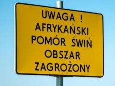 Po 12 latach walki z ASF straty wynoszą ponad 20 mld zł. Połowę kosztów ponieśli rolnicy