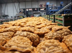 Ukraina masowo kupuje ziemniaki z Polski. Import wzrósł 2,4 razy