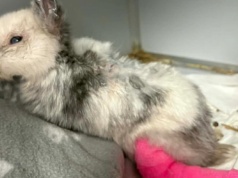 Okaleczył go i zostawił na śmierć. Policja apeluje: pomóżcie ustalić sprawcę