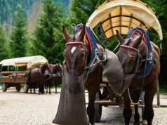 Rewolucja na trasie do Morskiego Oka. Konie odciążone, fiakrzy wściekli