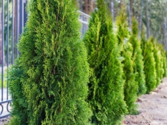 Nim przyjdzie wiosna, podlewam tym tuje. Są silne i zdrowe cały rok