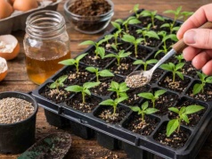 Od tego sadzonki rosną w oczach. Czescy ogrodnicy używają z zadowoleniem