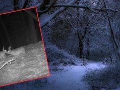 Leśnicy pokazali nocne nagranie z lasu. "Też mają swoje walentynkowe sprawy"
